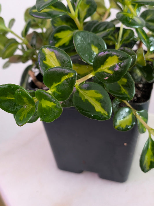 Goldfish Plant Variegated