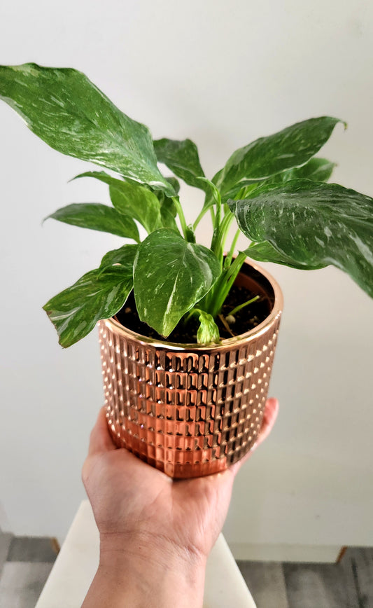 Variegated Peace Lily ( Spath Sensation)