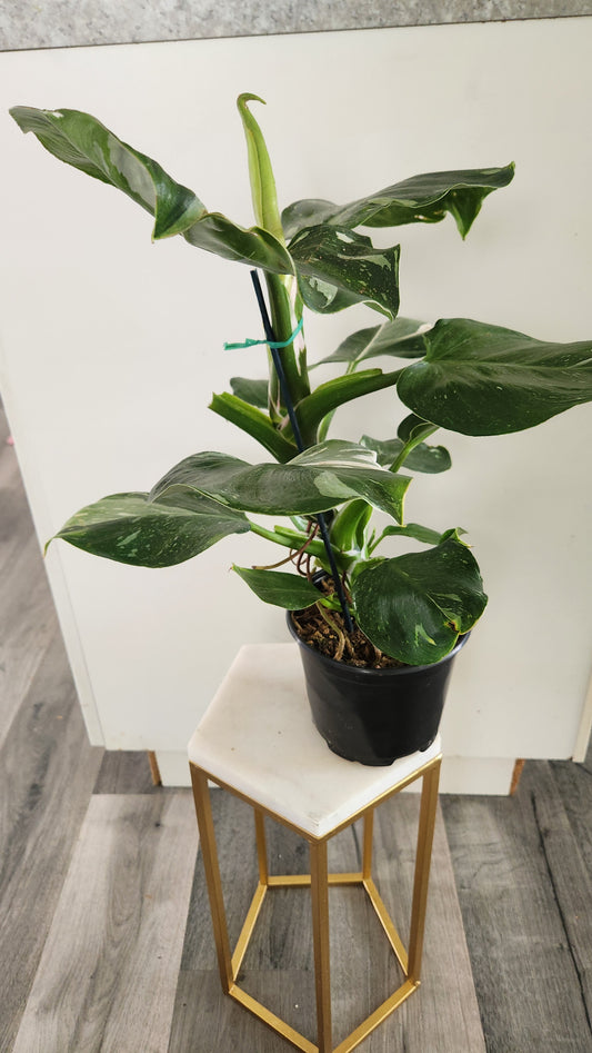 Philodendron White Wizard