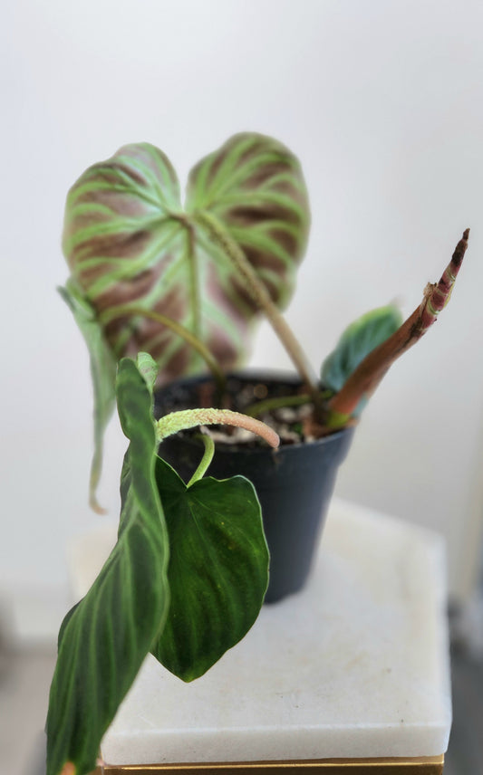 Philodendron Verrucosum( Ecuador)