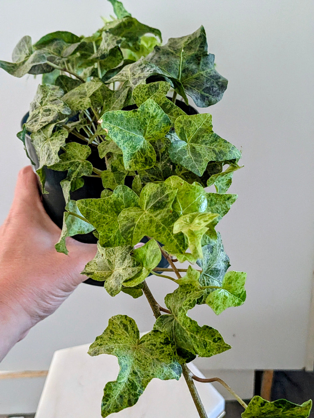 Luzii Ivy – Hedera helix ‘Luzii’