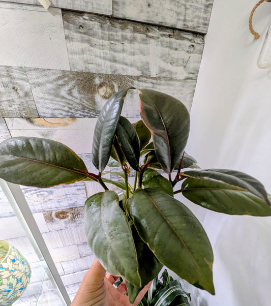 Ficus Elastica "Ruby"