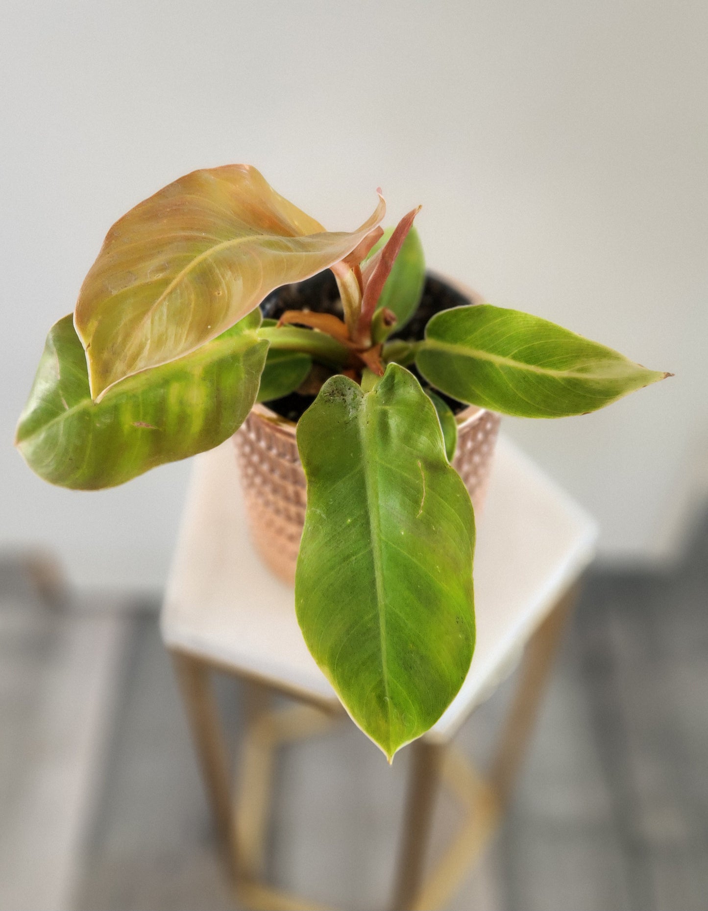 Philodendron Imperial Gold