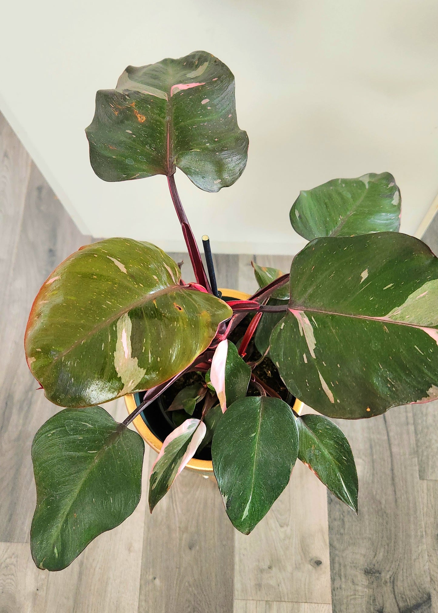 Philodendron Pink Princess