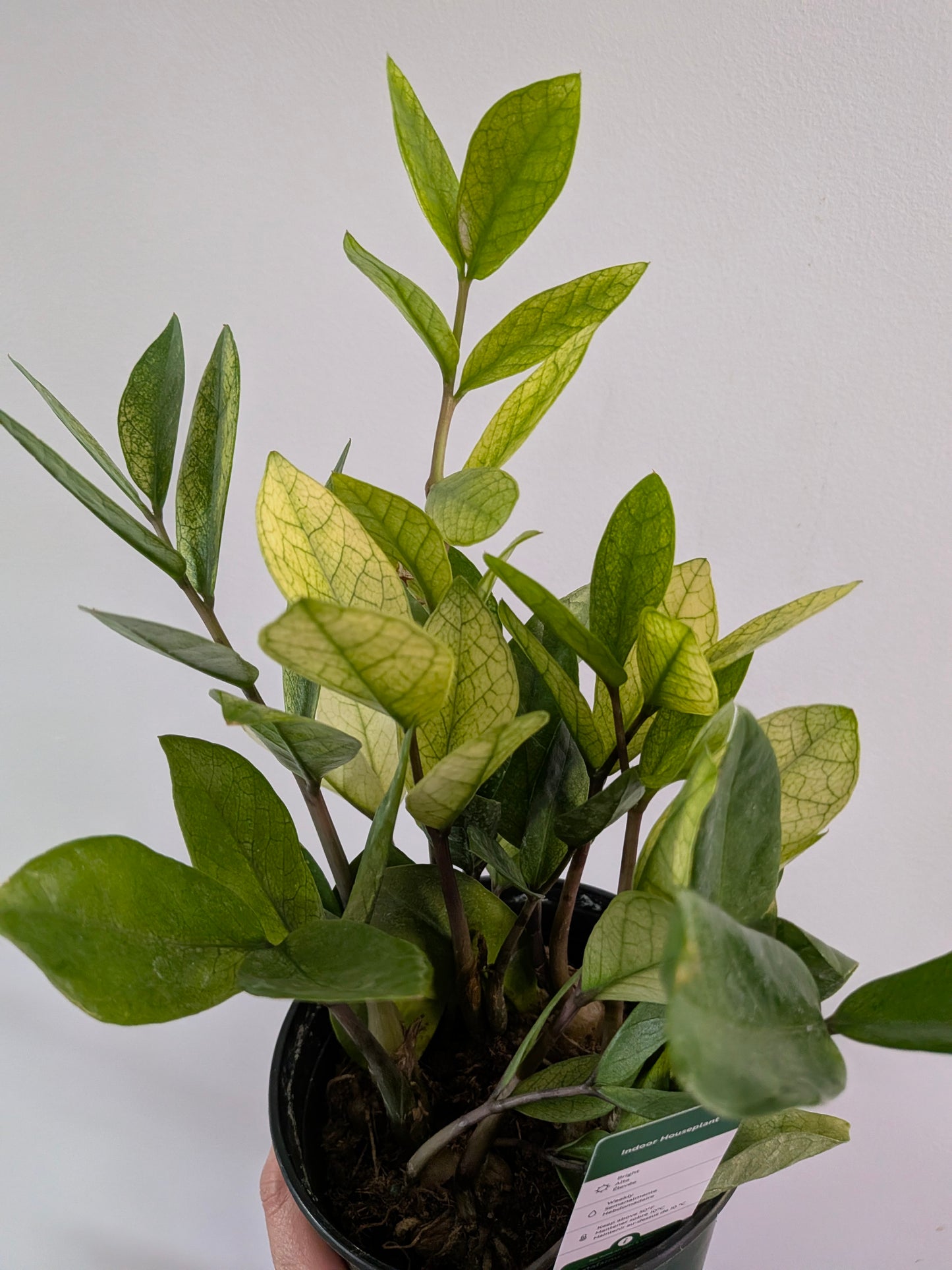 ZZ Chameleon ( Zamioculas Chameleon)