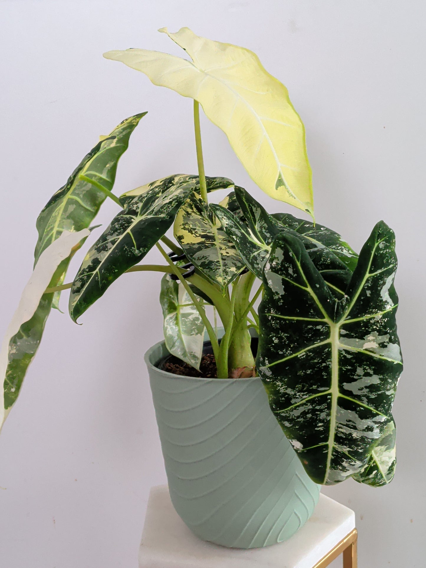 Alocasia Frydek Variegata