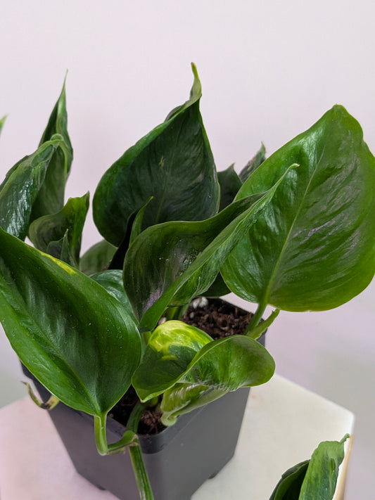 Epipremnum Aurum "Shangri-La"