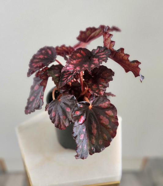 Begonia Rex "Rumba"