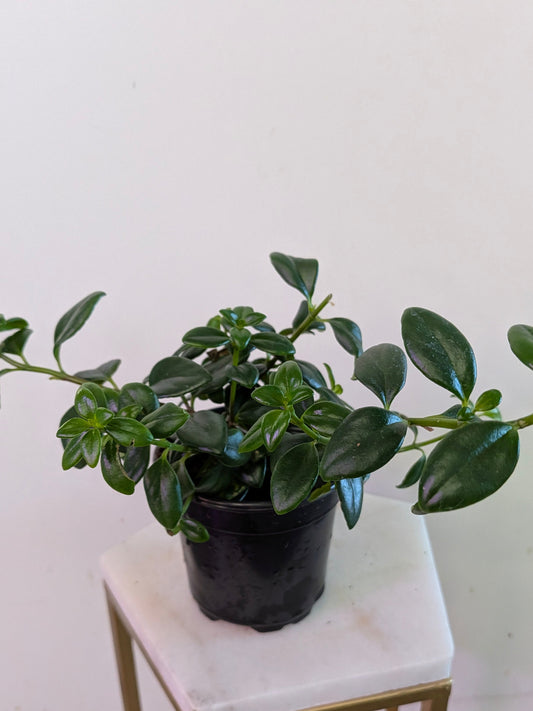 Goldfish Plant (Columnea sp.)