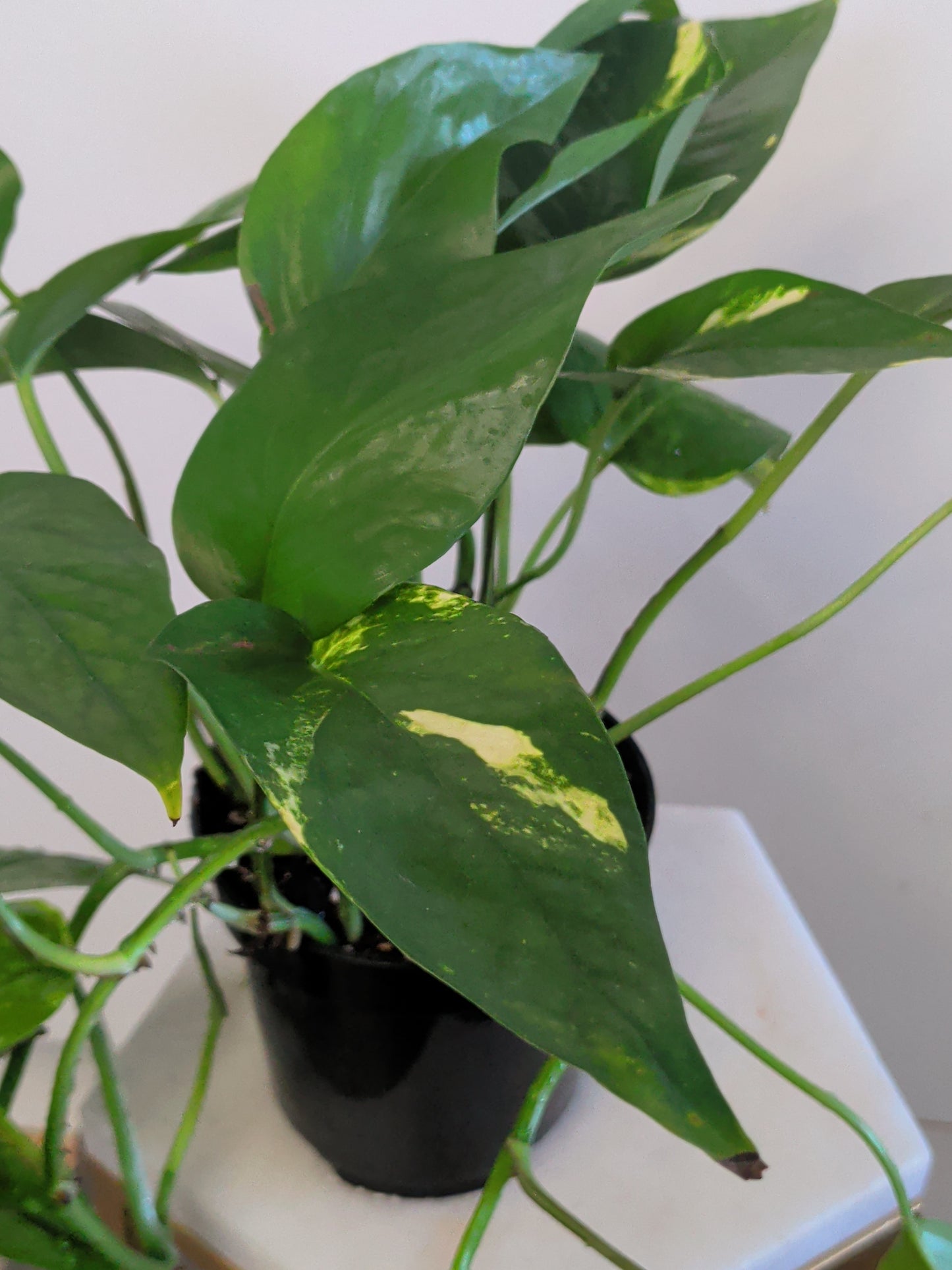 Epipremnum Pinnatum Variegata