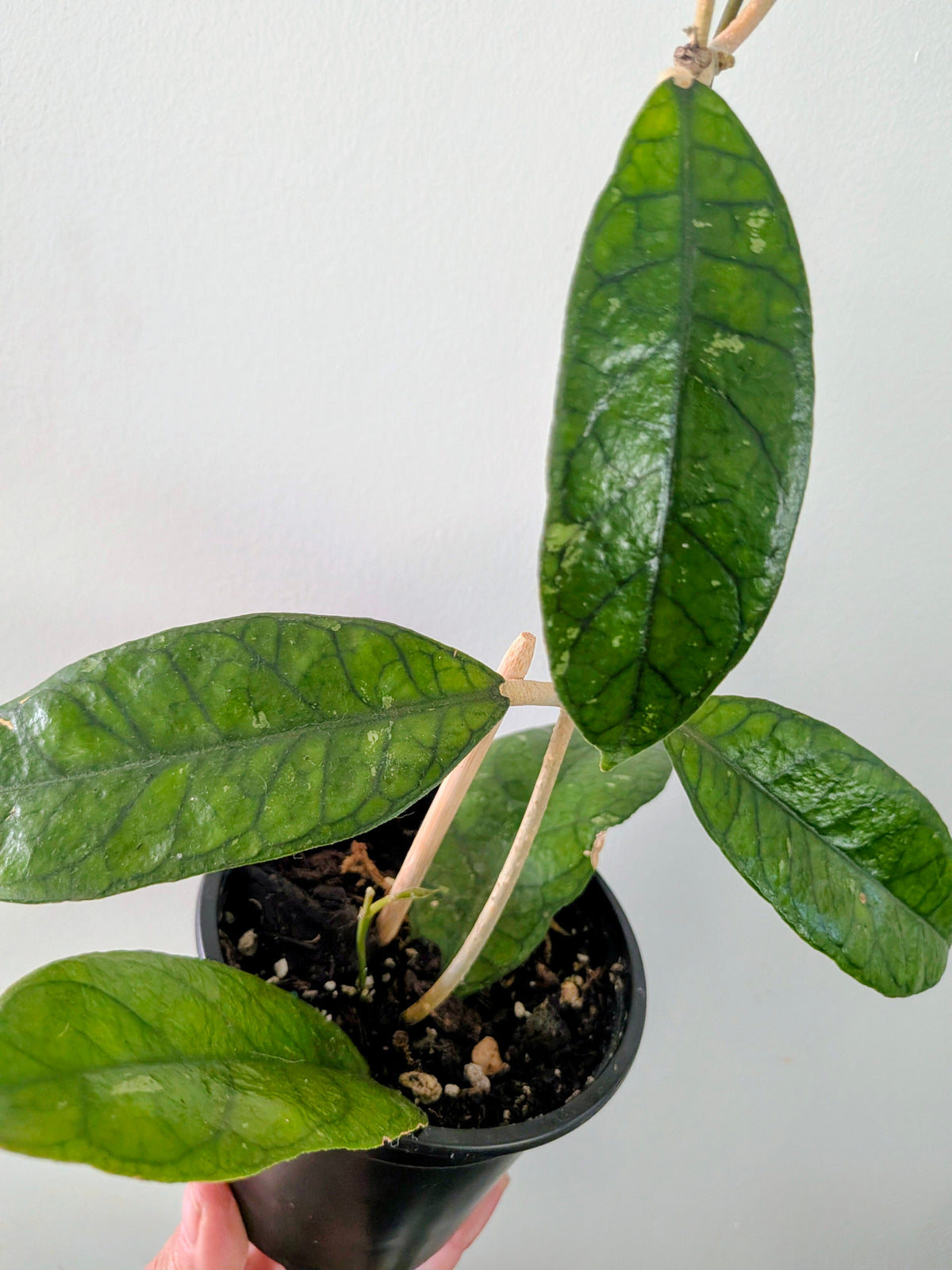 Hoya Callistophylla