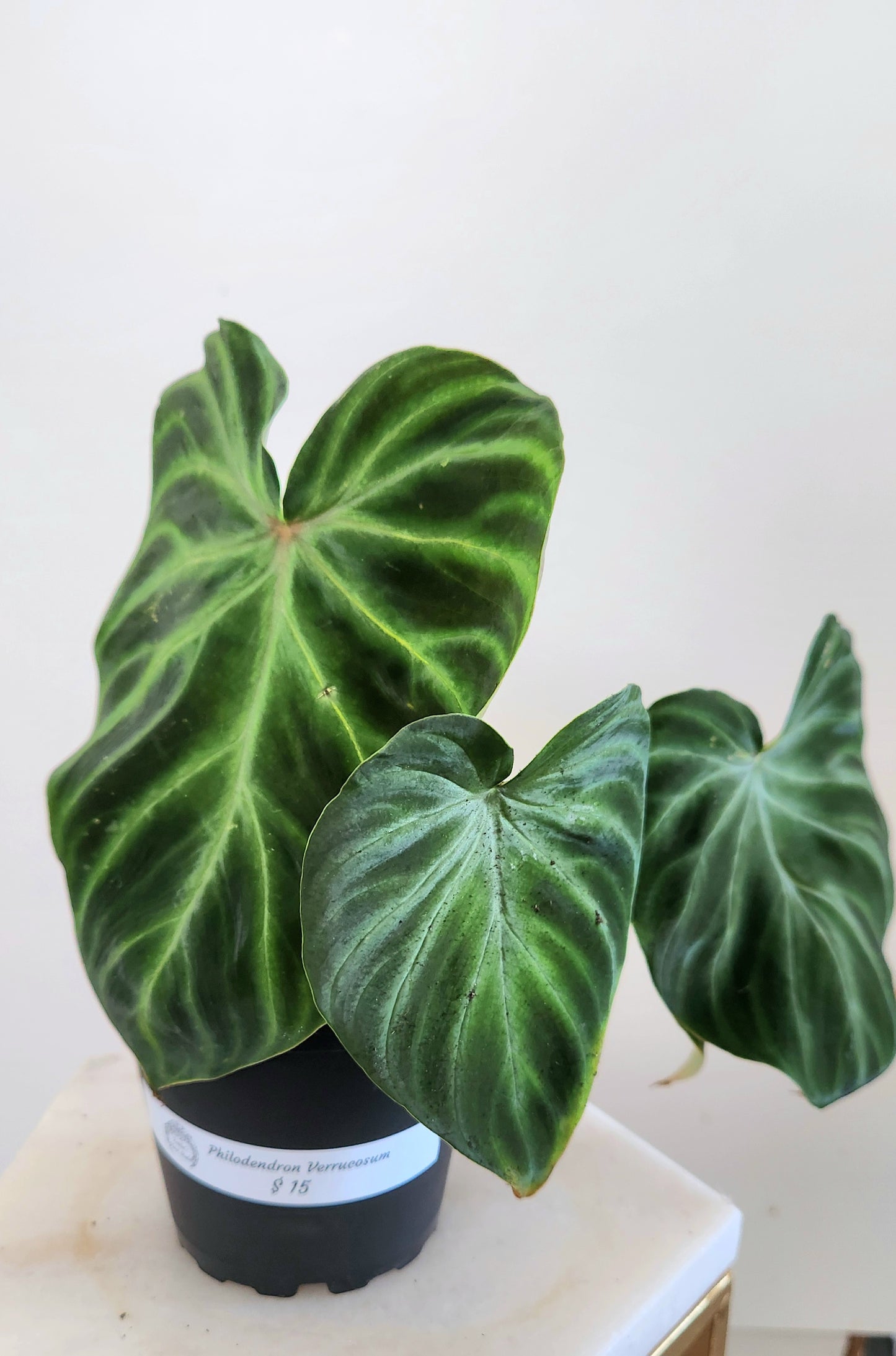 Philodendron Verrucosum( Ecuador)