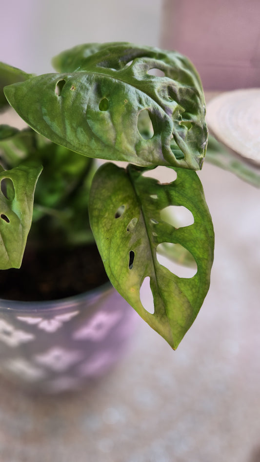Monstera Adansonii