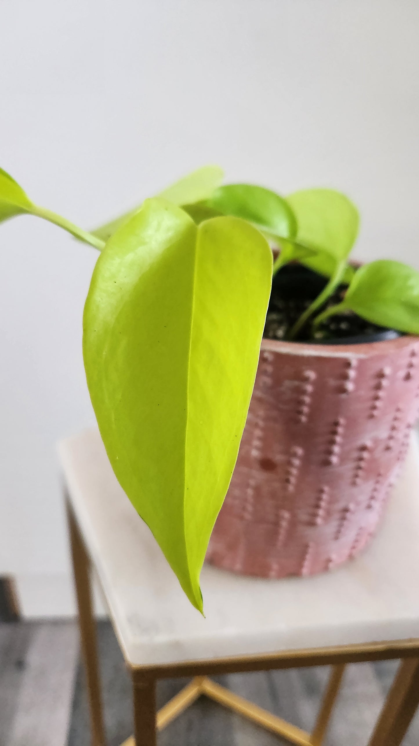 Epipremnum Aureum -Neon Pothos