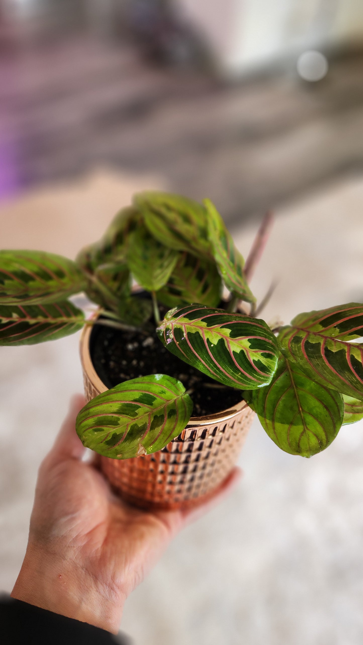 Maranta leuconeura 'Red' ( Prayer Plant)