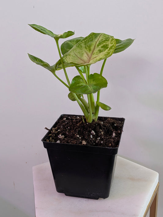 Syngonium "Kiwi"