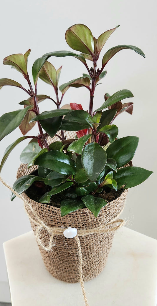 Goldfish Plant (Columnea sp.)