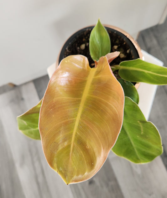 Philodendron Imperial Gold