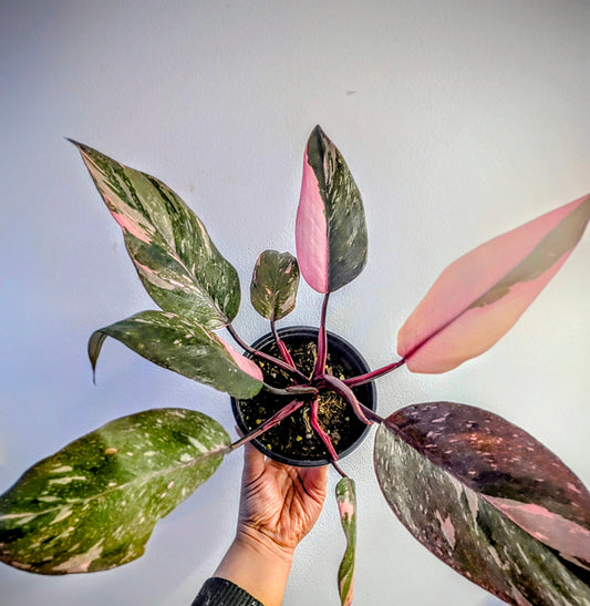 Philodendron Pink Princess