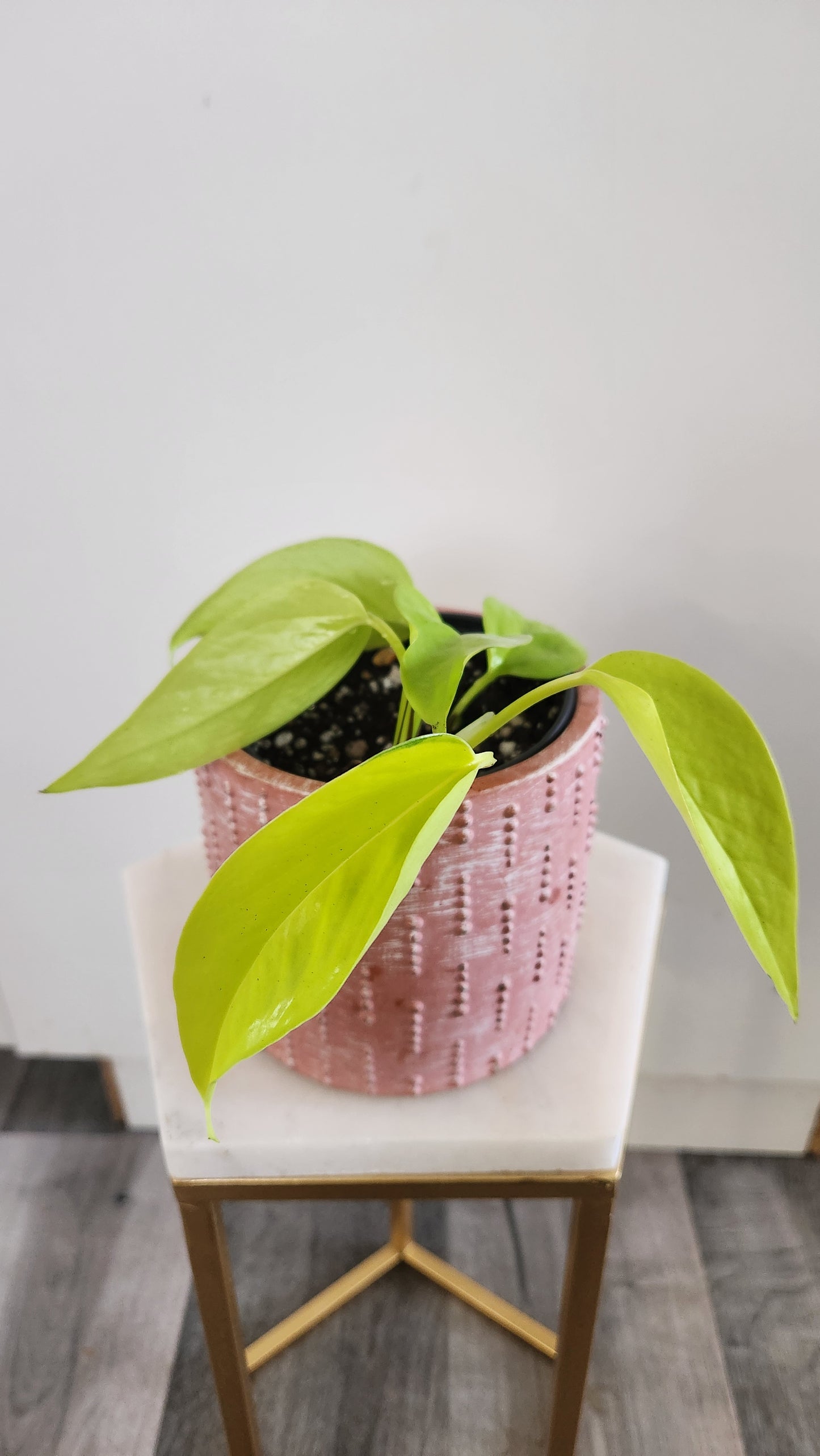 Epipremnum Aureum -Neon Pothos