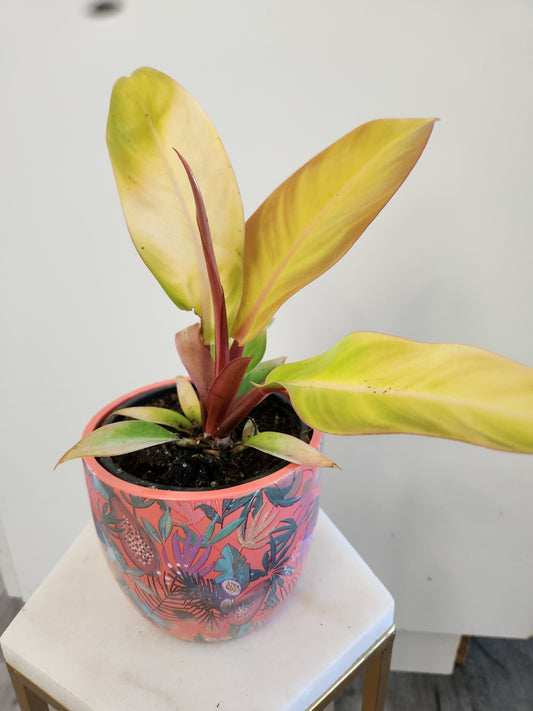 Philodendron Prince of Orange