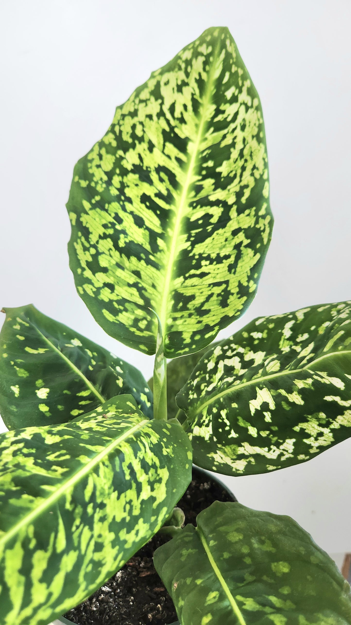 Dieffenbachia Reflector