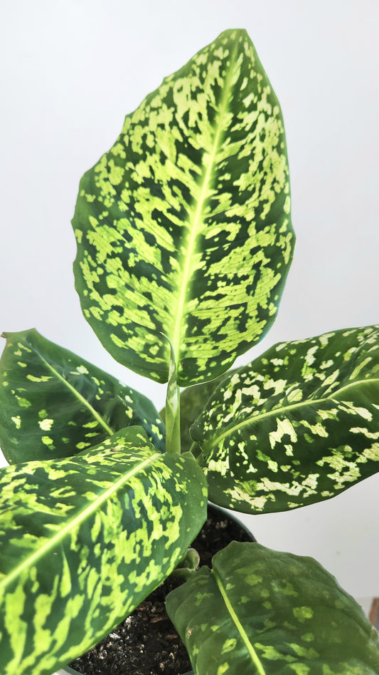Dieffenbachia Reflector
