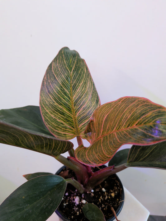 Philodendron Birkin "Pink"