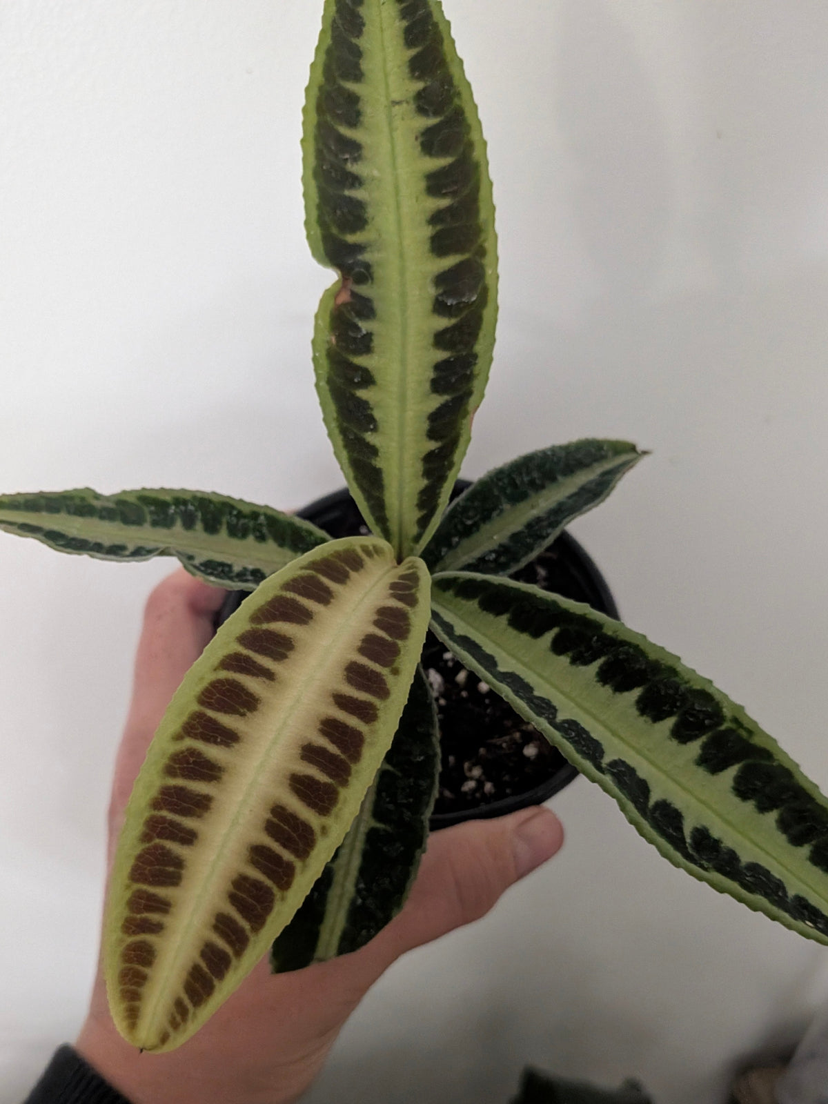 Labisia ‘Jabi Sunrise’