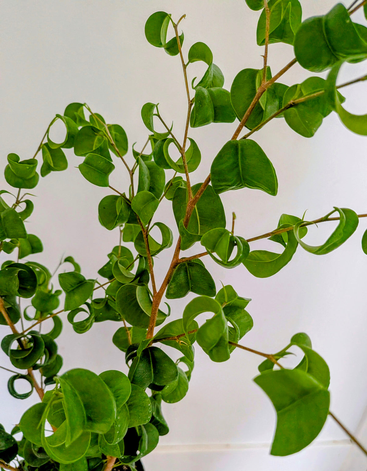 Ficus Benjamina ‘Barok’