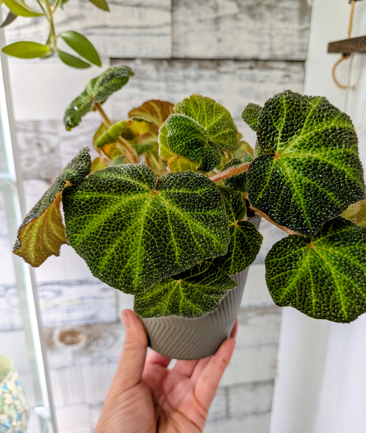 Begonia Soli-Mutata
