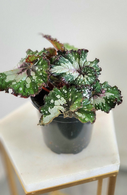 Begonia ‘Cosmic Candy’