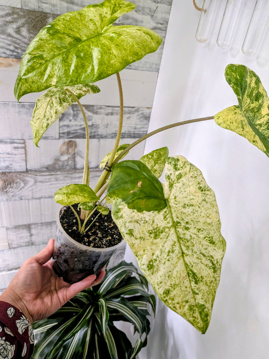 Alocasia Macrorrhiza ‘Variegata’