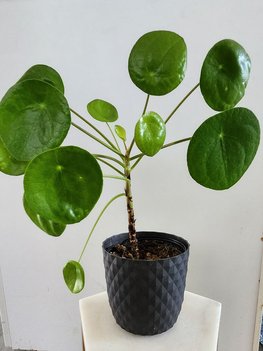 Pilea Peperomioides