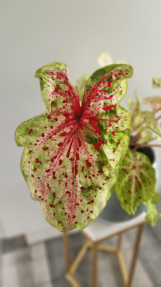 Caladium "Miss Muffet"