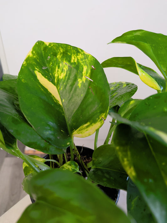 Epipremnum Aureum ( Pothos Hawaii)