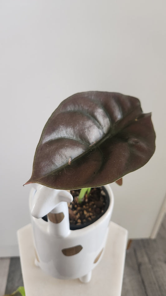 Alocasia Cuprea (Red Secret)