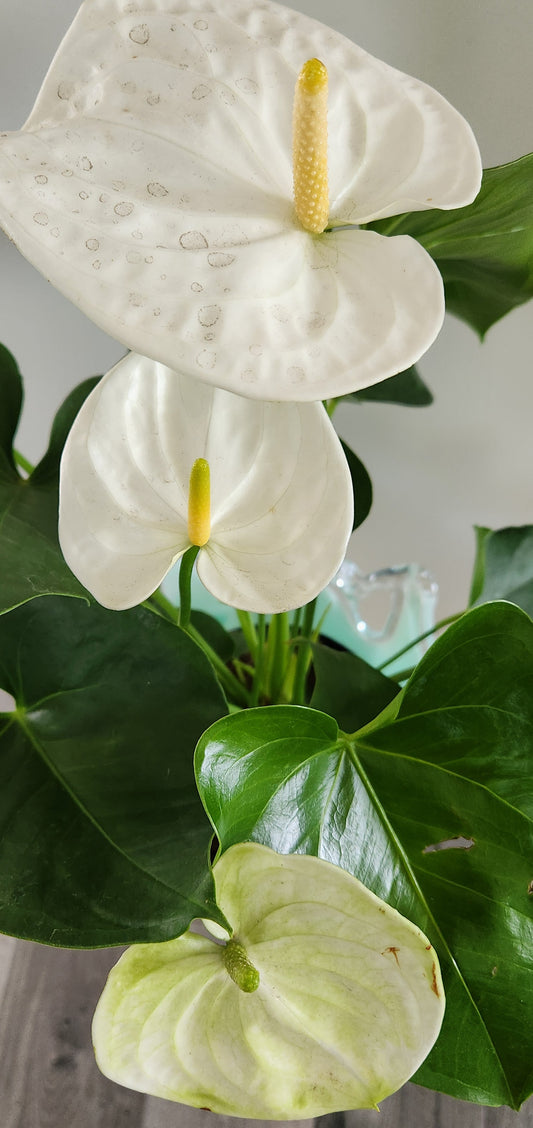 Anthurium Andraeanum (White Bloom)