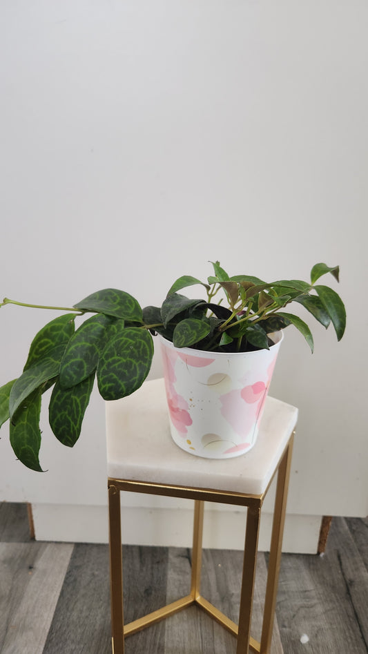 Lipstick Black Pagoda