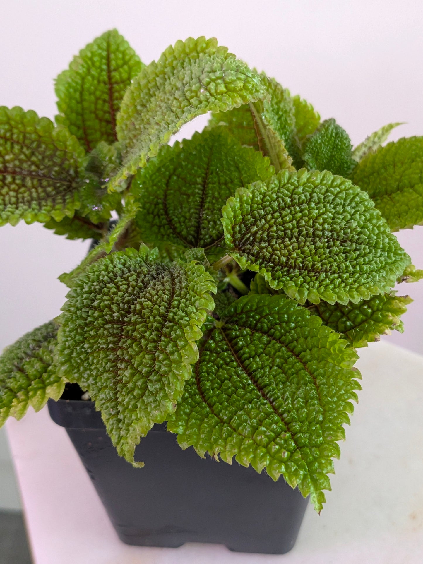 Pilea Mollis ( Moon Valley)