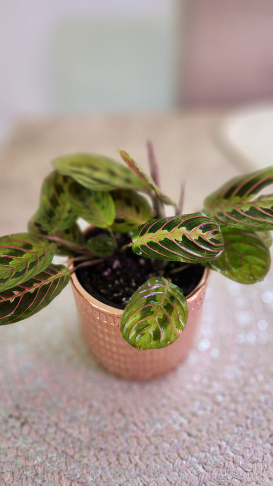 Maranta leuconeura 'Red' ( Prayer Plant)