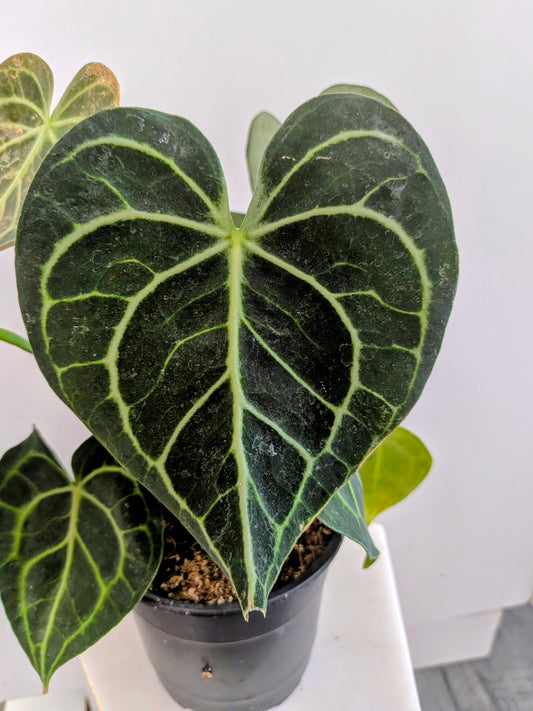 Anthurium Clarinervium