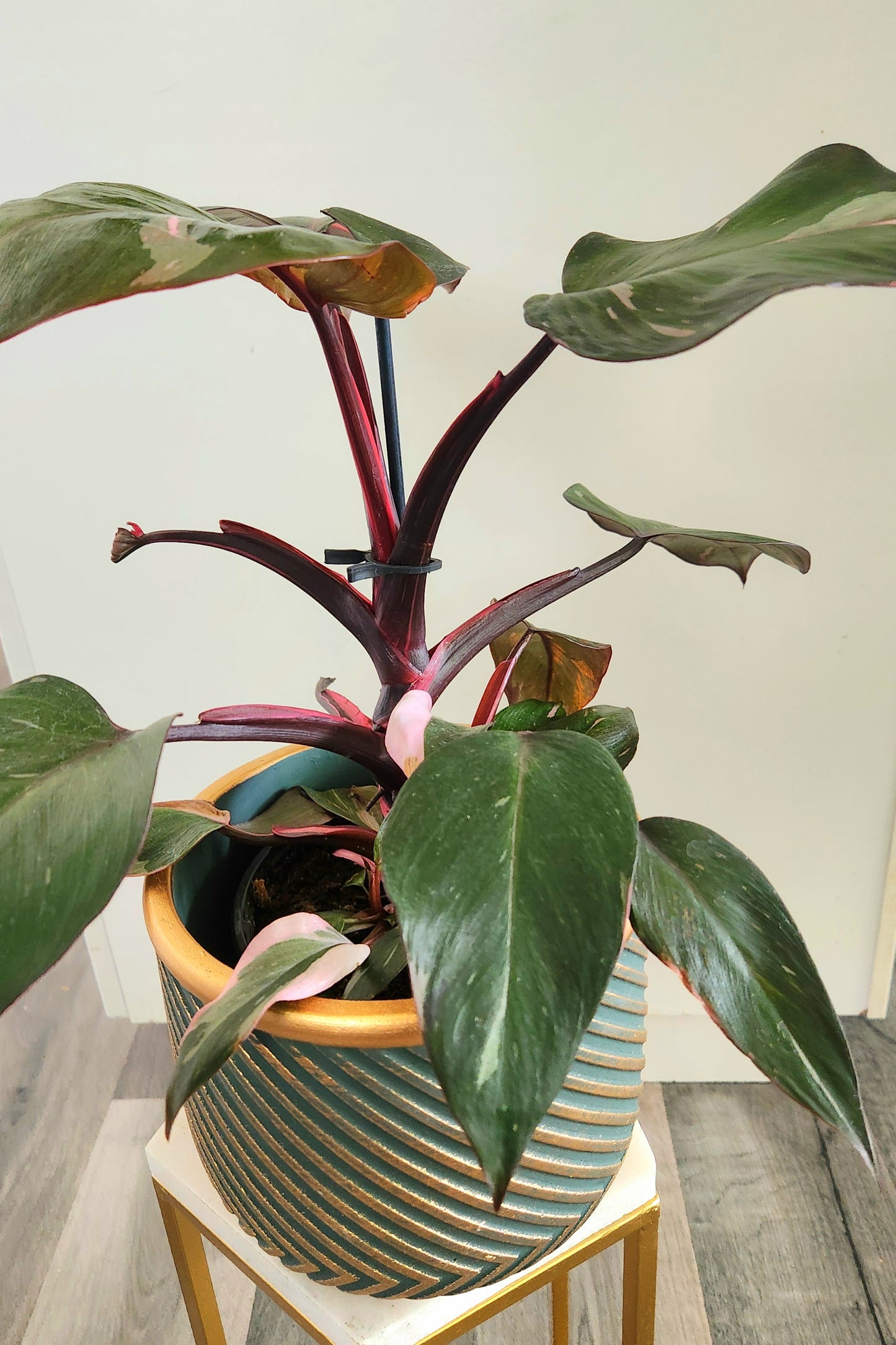 Philodendron Pink Princess