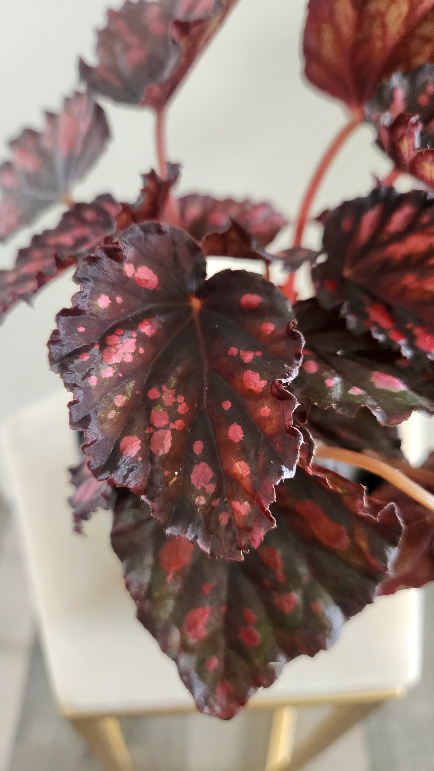 Begonia Rex "Rumba"