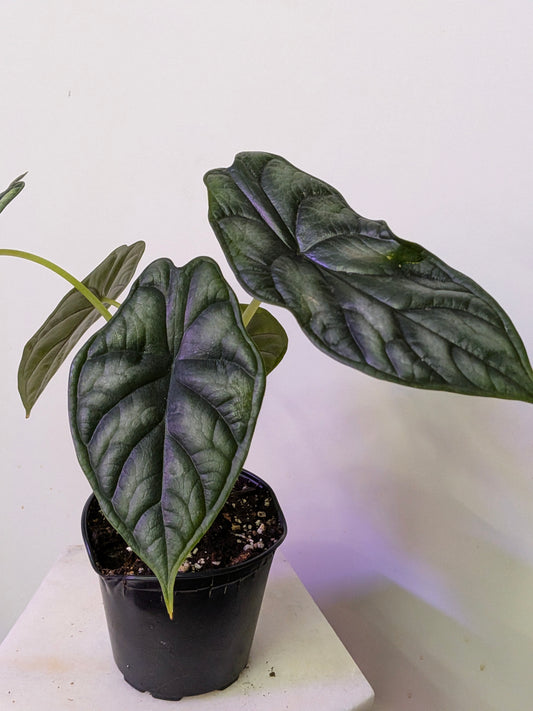 Alocasia Dragon's Scale