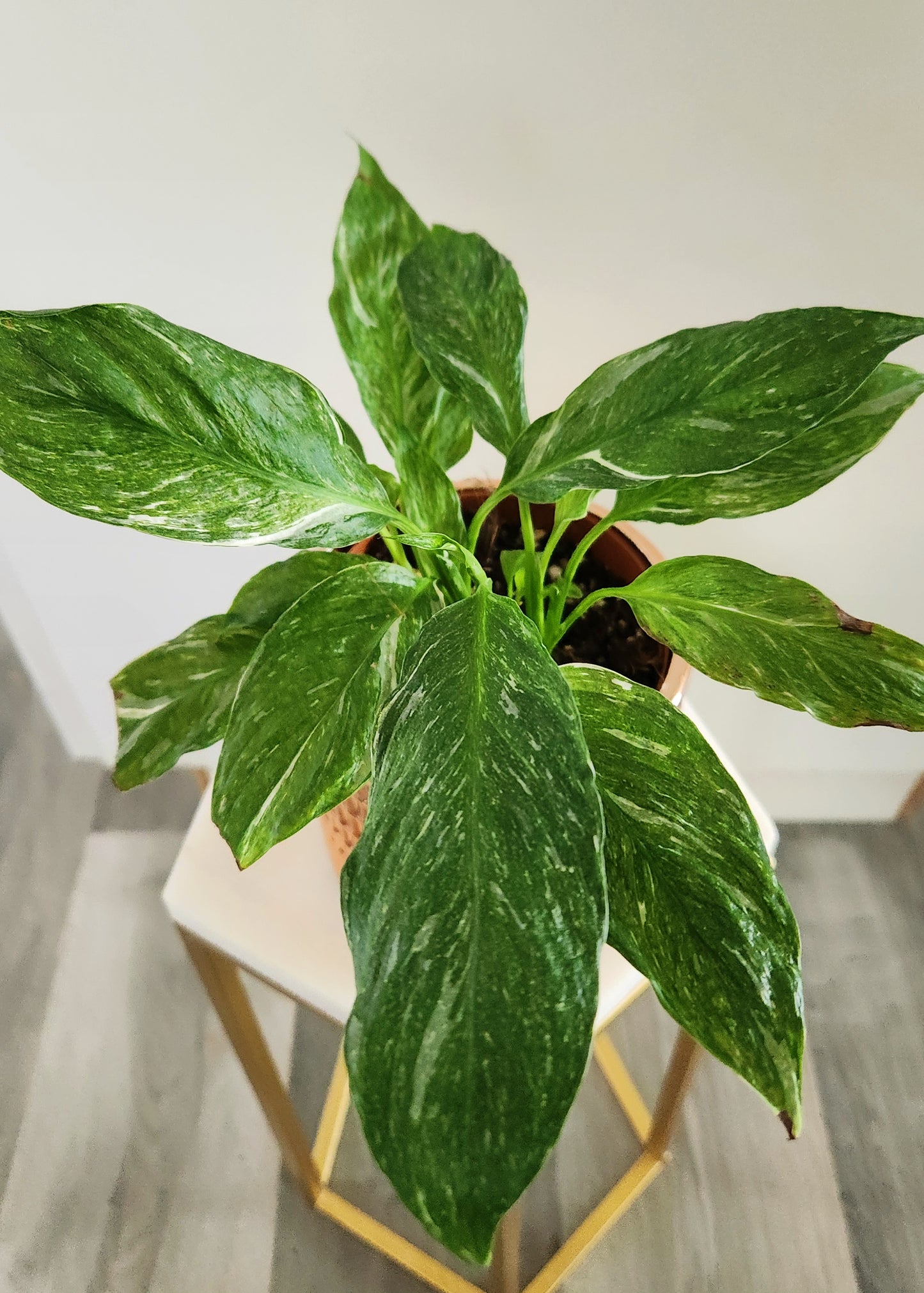 Variegated Peace Lily ( Spath Sensation)