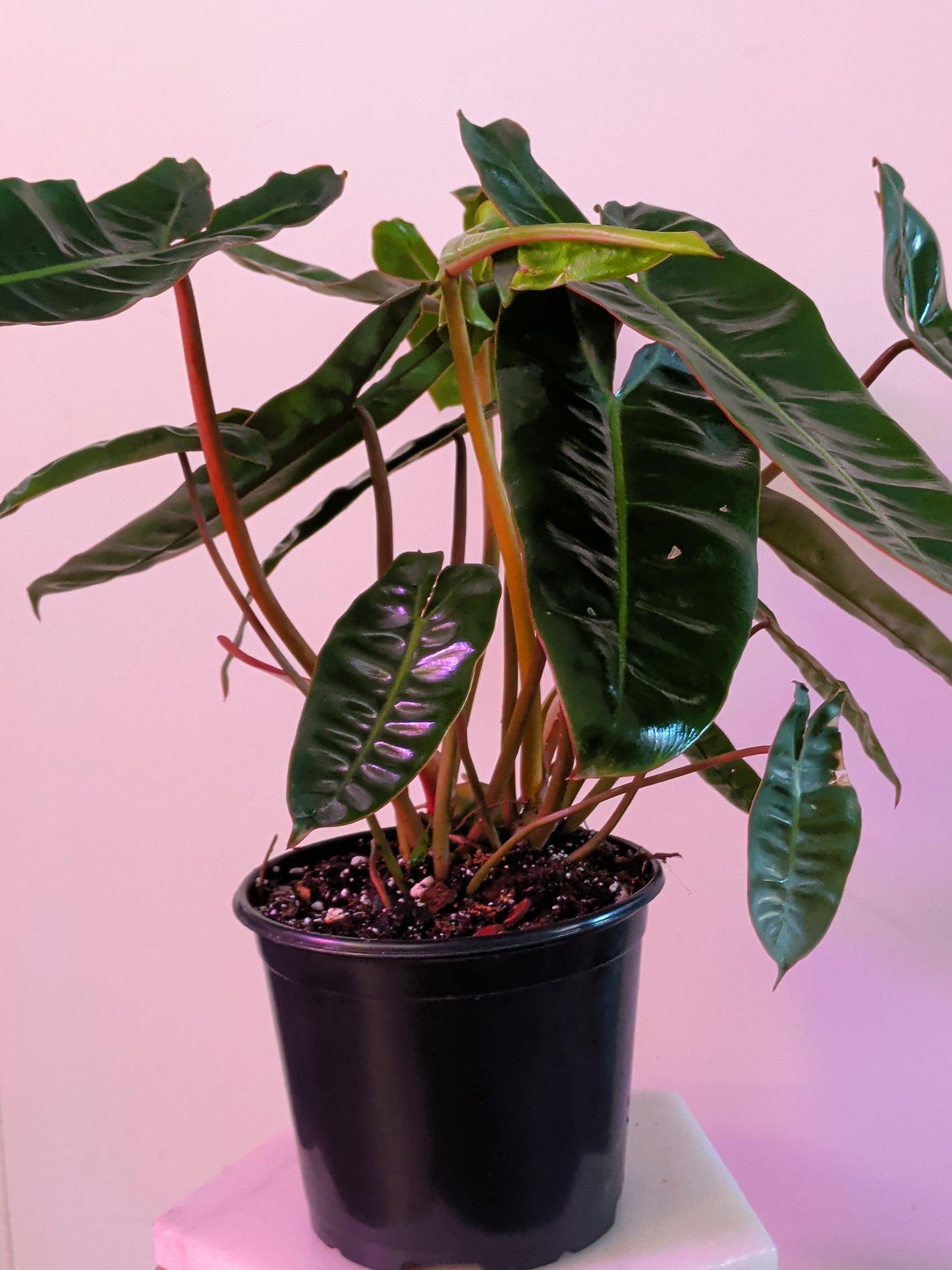 Philodendron Billetiae