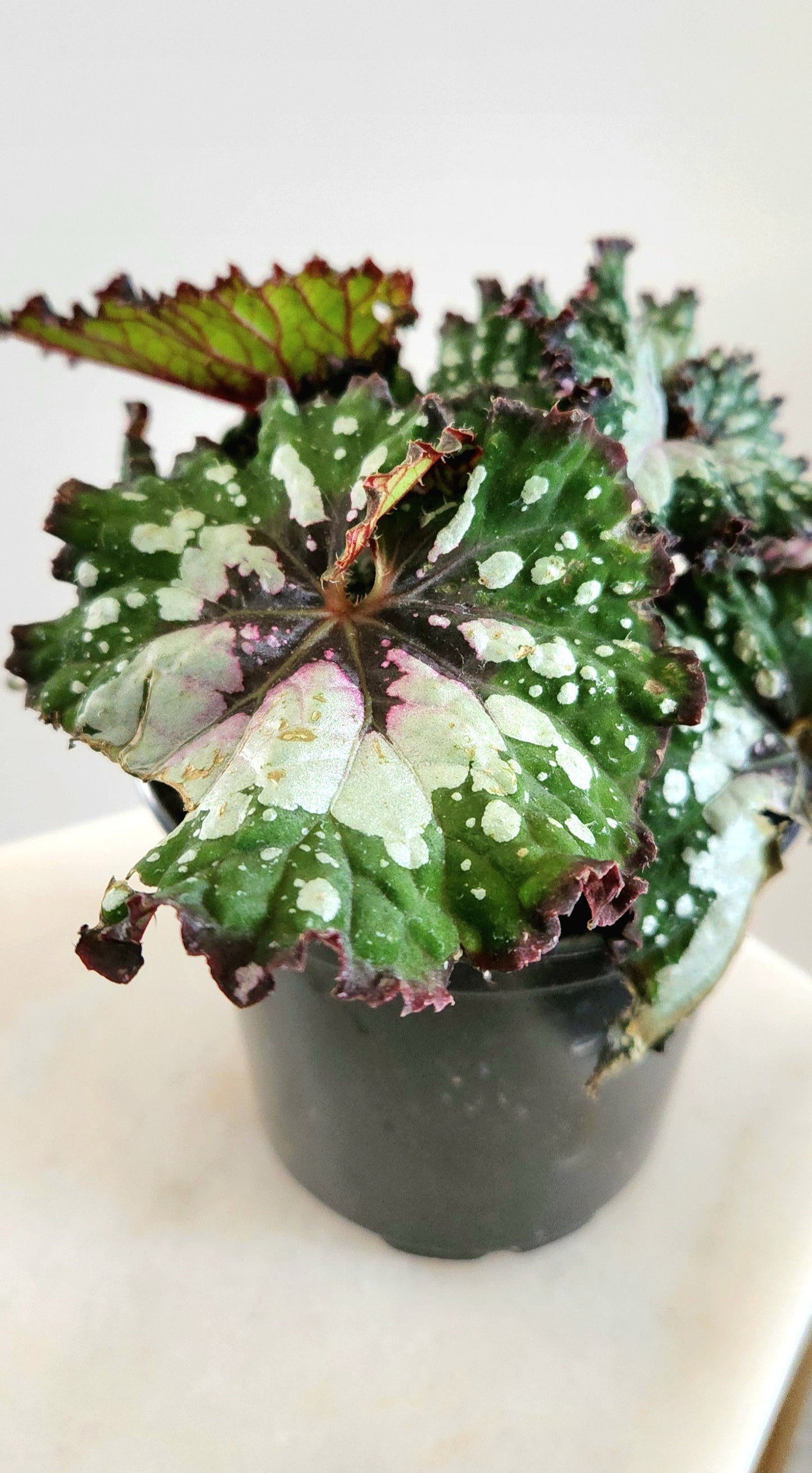 Begonia ‘Cosmic Candy’