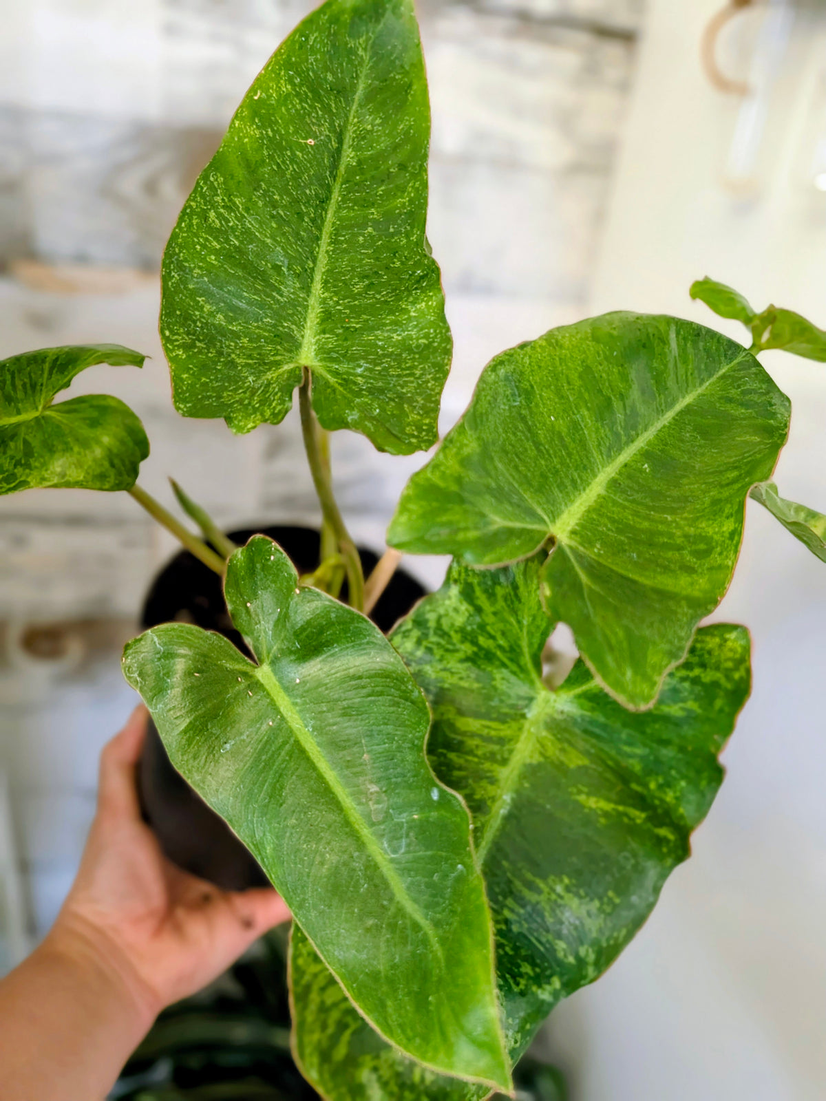 Philodendron ‘Paraiso Verde’