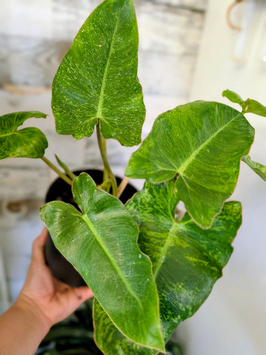 Philodendron ‘Paraiso Verde’